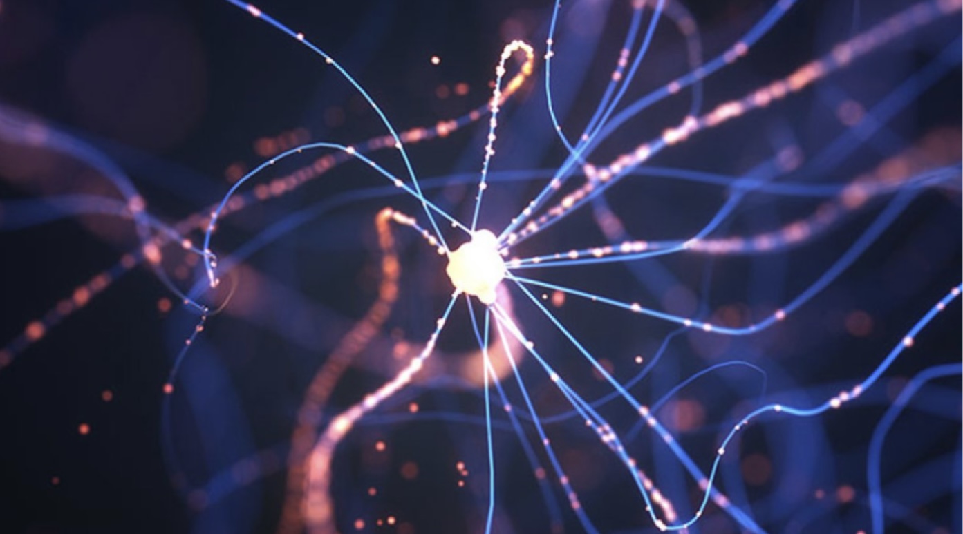Endocannabinoids 2