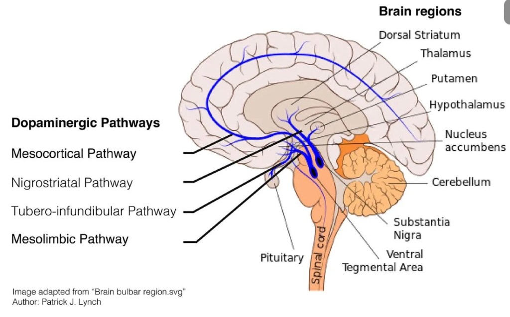 New!  Dopamine Explained