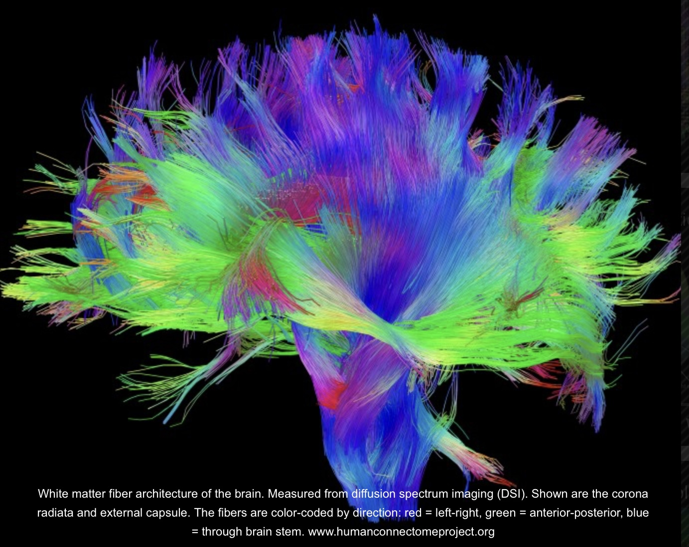 Jeff K. – Network Theory in Addiction