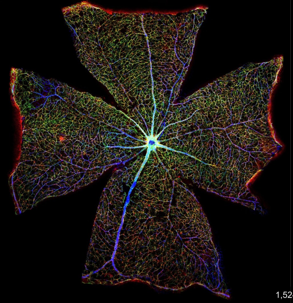  Jeff K. – Glutamate&nbsp;Homeostasis